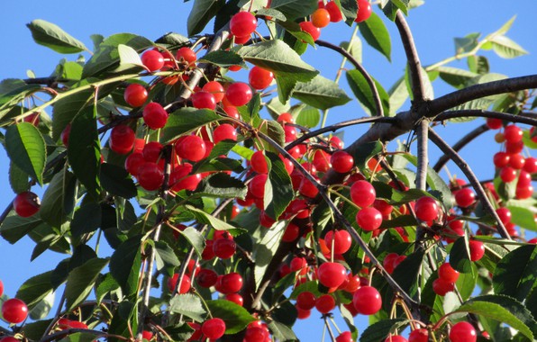 Kas yra vyšnių genėjimas vasarą ir kaip tai padaryti teisingai