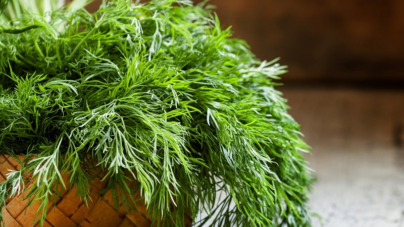 Natural diuretic from the garden: how to brew and drink dill as a diuretic
