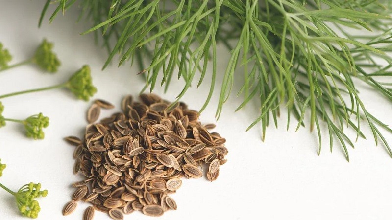 Natural diuretic from the garden: how to brew and drink dill as a diuretic