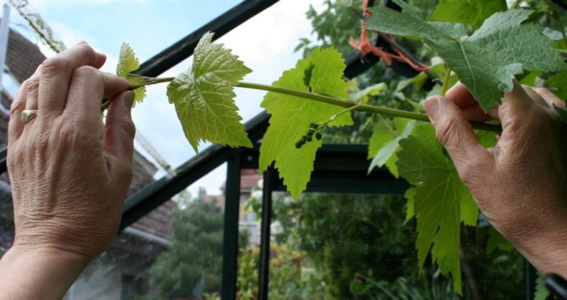Hoe groene jonge scheuten van druiven in de zomer op de juiste manier te snoeien: een diagram en stapsgewijze instructies
