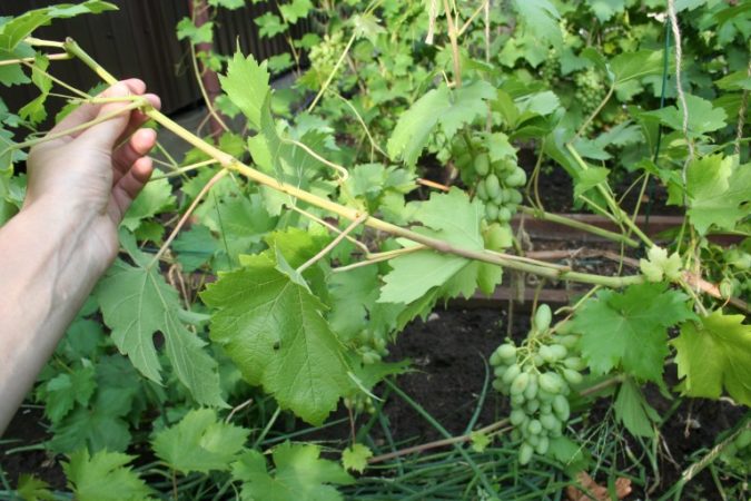 Hoe groene jonge scheuten van druiven in de zomer op de juiste manier te snoeien: een diagram en stapsgewijze instructies