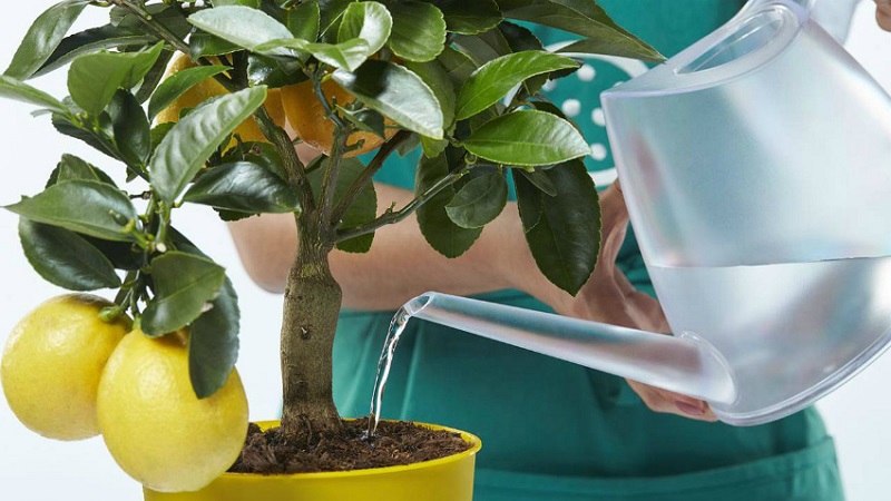 Pruning and shaping lemon at home