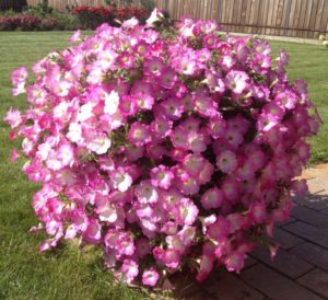Review of popular varieties of petunias of the Opera series and their features