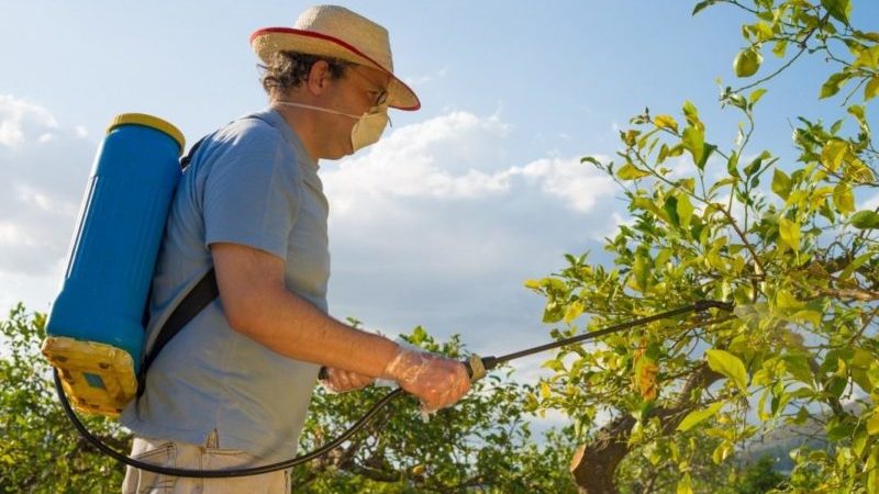 كيفية وكيفية رش أشجار التفاح بشكل صحيح من الآفات في الصيف