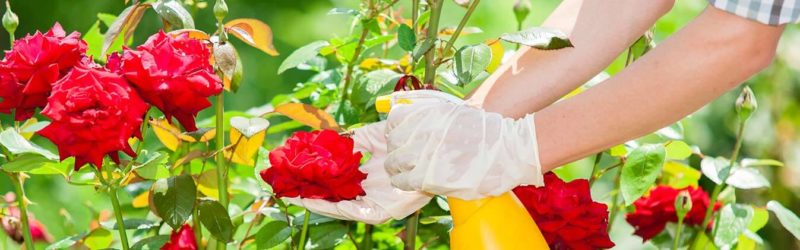We take care of roses in the garden in summer so that they bloom luxuriantly and for a long time