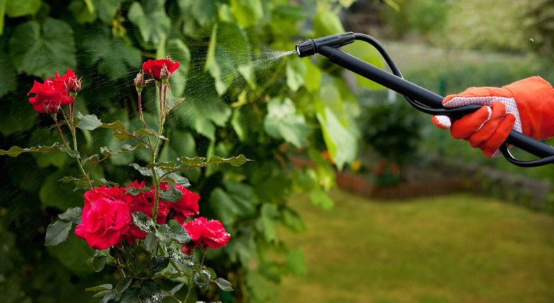 Cuidamos das rosas no jardim no verão para que floresçam abundantemente e por muito tempo