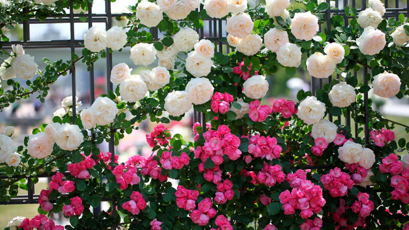 Најбоље зимско издржљиве сорте ружа које цветају цело лето и посебности њиховог гајења