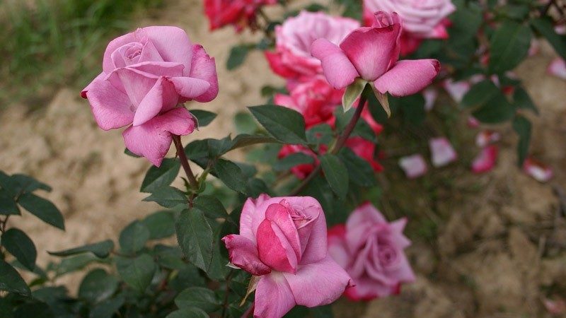 Como cultivar rosas roxas e quais variedades escolher