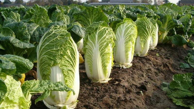 How to tell if Chinese cabbage is about to bloom and what to do if it happens