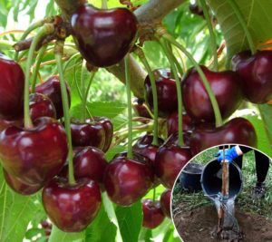 Summer sweet cherry transplant guide for beginner gardeners