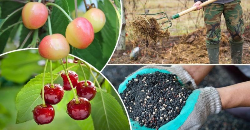 Summer sweet cherry transplant guide for beginner gardeners