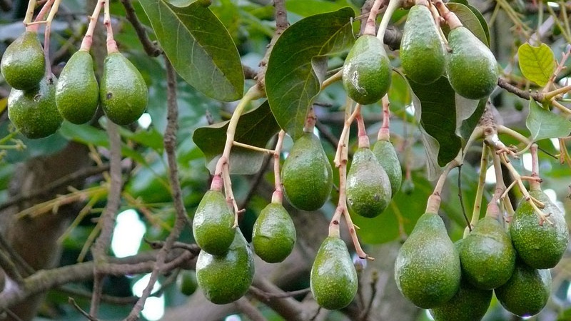 Avocado-Früchte aus eigenem Anbau oder nicht