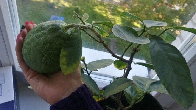 Abacate cultivado em casa ou não