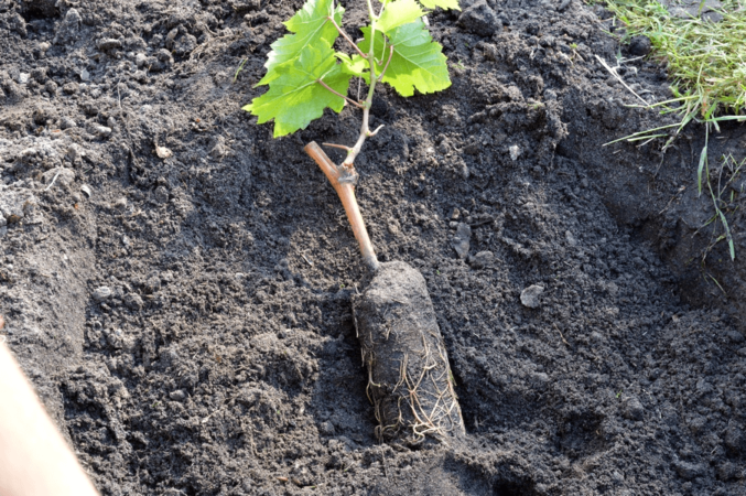Step-by-step instructions for planting grape seedlings in summer for beginner winegrowers