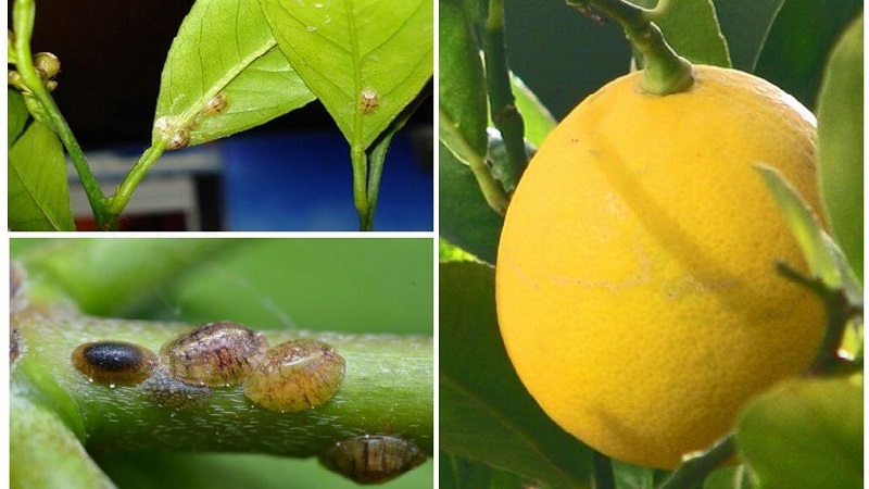 Perché il limone ha macchie appiccicose e cosa farne