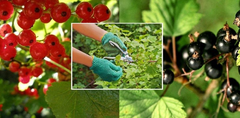 How and how to feed currants after harvest in July