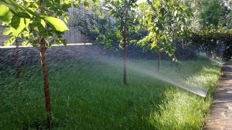 Како правилно заливати трешње током лета: упутства за баштоване почетнике