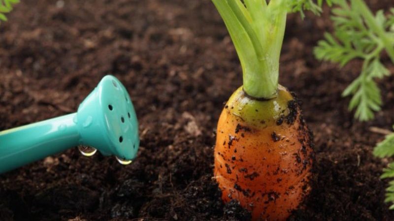 Anleitung zum Gießen von Karotten im August auf freiem Feld für Gärtneranfänger
