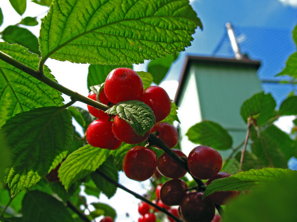 Una guía paso a paso para la poda de cerezas de fieltro en verano para principiantes