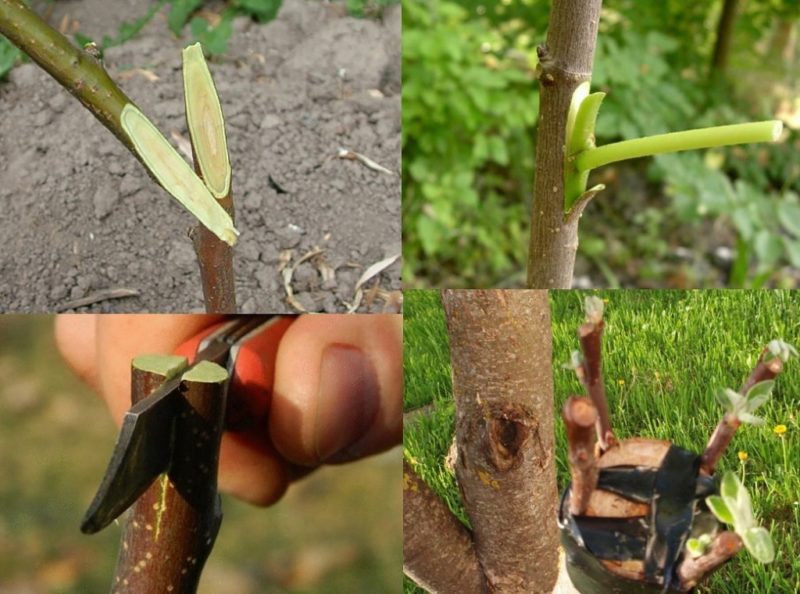 Bahçıvanlar için talimat: yazın bir elma ağacını farklı şekillerde aşamalar halinde taze dallarla aşılama