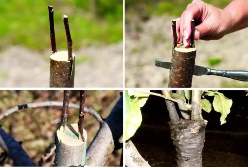 Bahçıvanlar için talimat: yazın bir elma ağacını farklı şekillerde aşamalar halinde taze dallarla aşılama