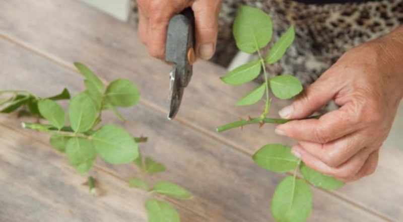 Instructions for beginner gardeners: how to propagate a climbing rose with cuttings in the summer in stages