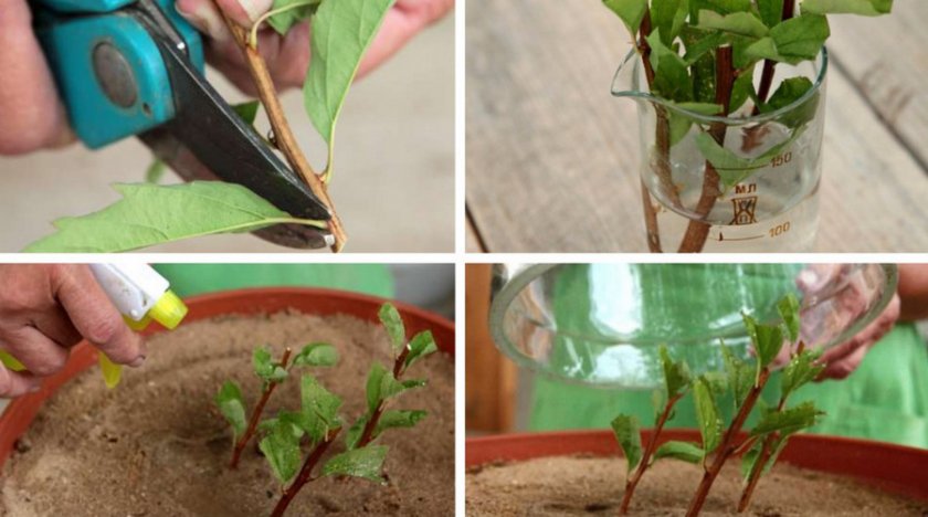 Reproductie van spirea door stekken in de zomer voor beginners: bewortelingsmethoden en verdere acties