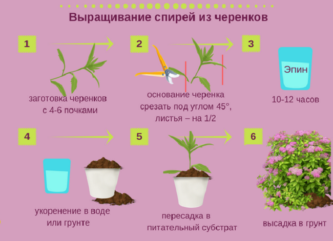 Reproductie van spirea door stekken in de zomer voor beginners: bewortelingsmethoden en verdere acties