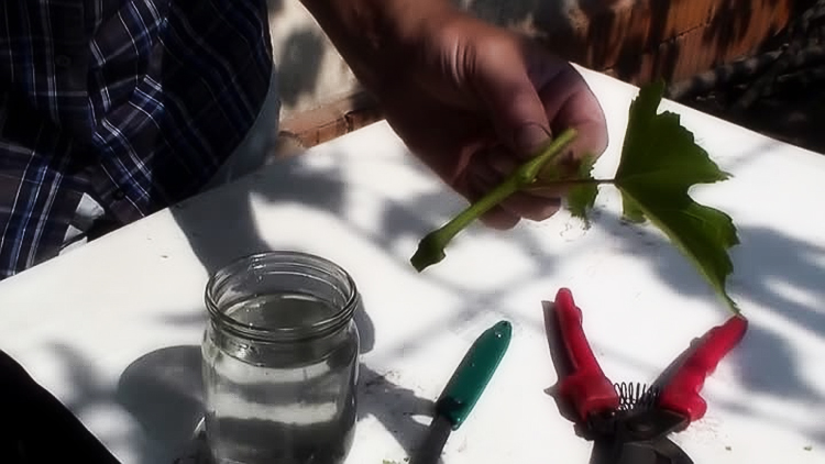 Yaz aylarında yeşil kesilmiş üzümleri çoğaltma rehberi