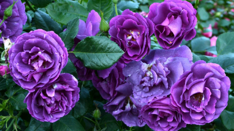 Kaip auginti purpurines rožes ir kokias veisles pasirinkti?