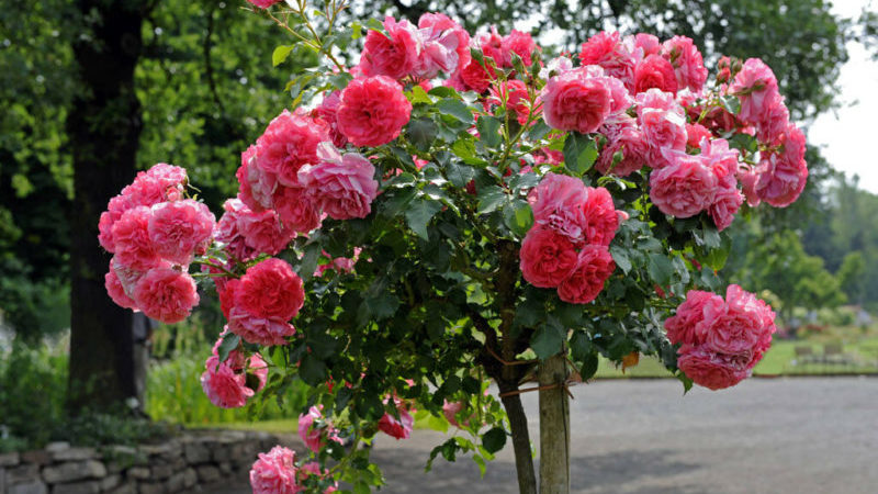Instruções para jardineiros iniciantes: como propagar uma rosa trepadeira com mudas no verão em etapas
