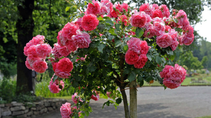 As melhores variedades resistentes ao inverno de rosas trepadeiras florescendo durante todo o verão