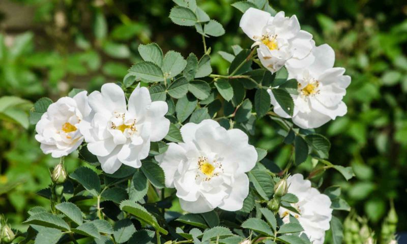 The best winter-hardy varieties of roses blooming all summer and the peculiarities of their cultivation