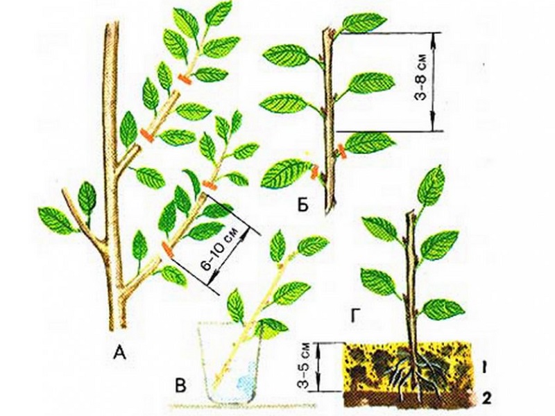 Leitfaden für Sommerkirschstecklinge: von der Auswahl der Stecklinge bis zur Pflege eines neuen Baumes