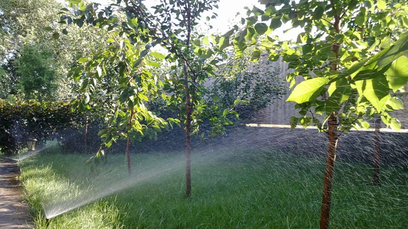 A beginner's guide to watering a peach correctly in summer