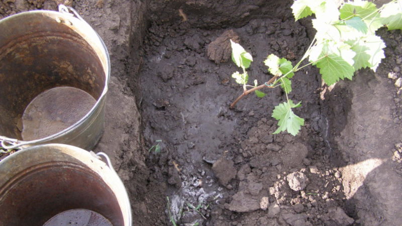 Step-by-step instructions for planting grape seedlings in summer for beginner winegrowers