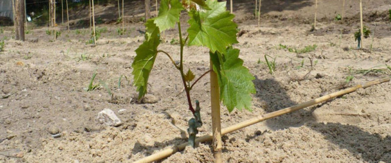 Stapsgewijze instructies voor het planten van druivenzaailingen in de zomer voor beginnende wijnboeren