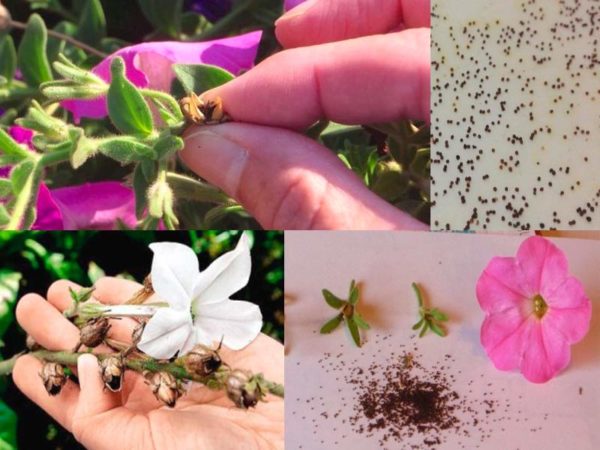 Como coletar corretamente as sementes de petúnia em casa