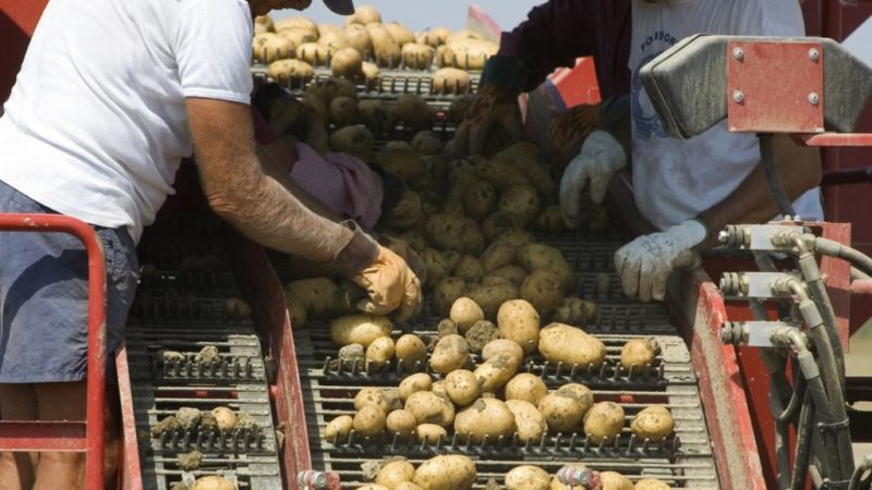 Apparaat om aardappelen te sorteren en zelf te maken
