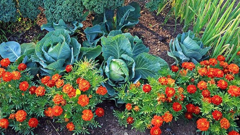 How to process cabbage from caterpillars and slugs: folk remedies