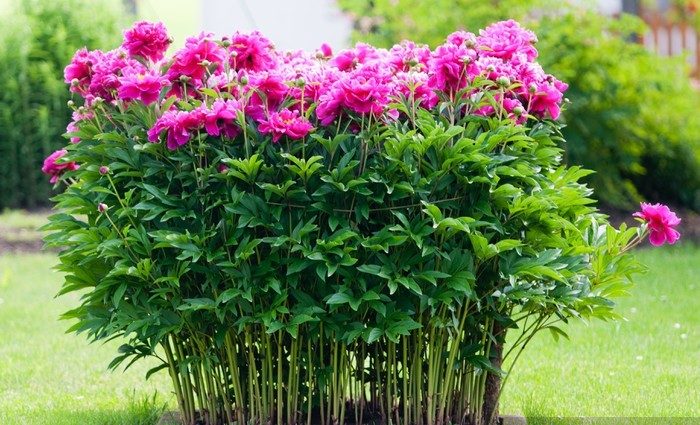 Step-by-step instructions for planting peonies in the summer in the ground for beginner florists