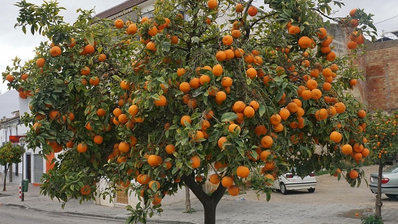 La raccolta degli agrumi: quando le arance maturano nel mondo