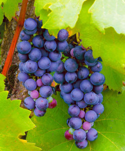 Pokyny pre začínajúcich vinárov: ako množiť hrozno vrstvením v lete
