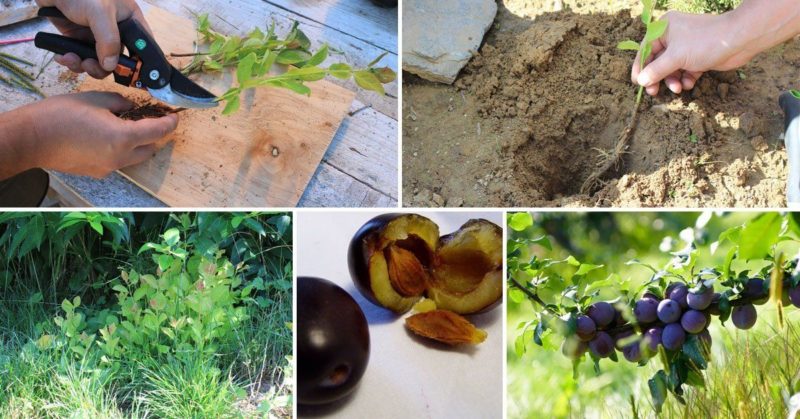 Instruccions de propagació de les prunes per esqueixos a l'estiu: des de la preparació de talls fins a la cura d'una plàntula