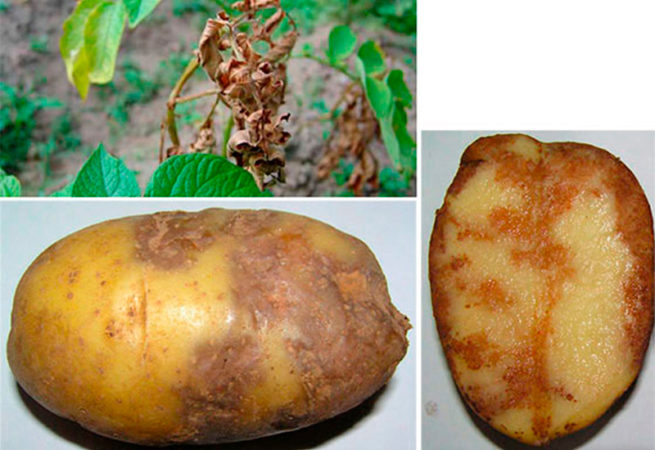 الأوصاف التفصيلية والعلاجات الفعالة لأمراض البطاطس