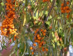 How and what to feed sea buckthorn in summer: a guide for beginner gardeners