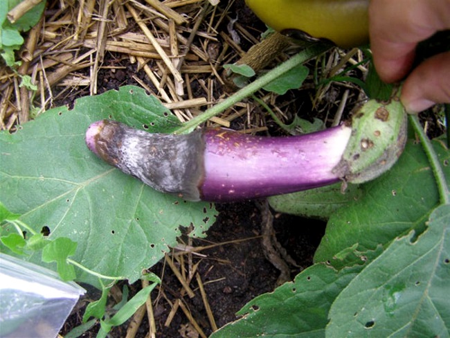De beste manieren om aubergineziekten te behandelen: foto en beschrijving