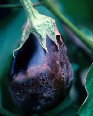 De bästa sätten att behandla äggplantasjukdomar: foto och beskrivning