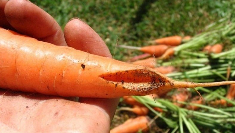 Wat te doen als wortels in de tuin barsten en barsten, en waarom dit gebeurt