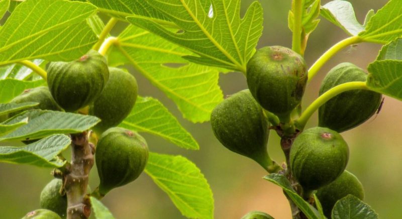 How much and how often to water figs in the summer: instructions for beginners